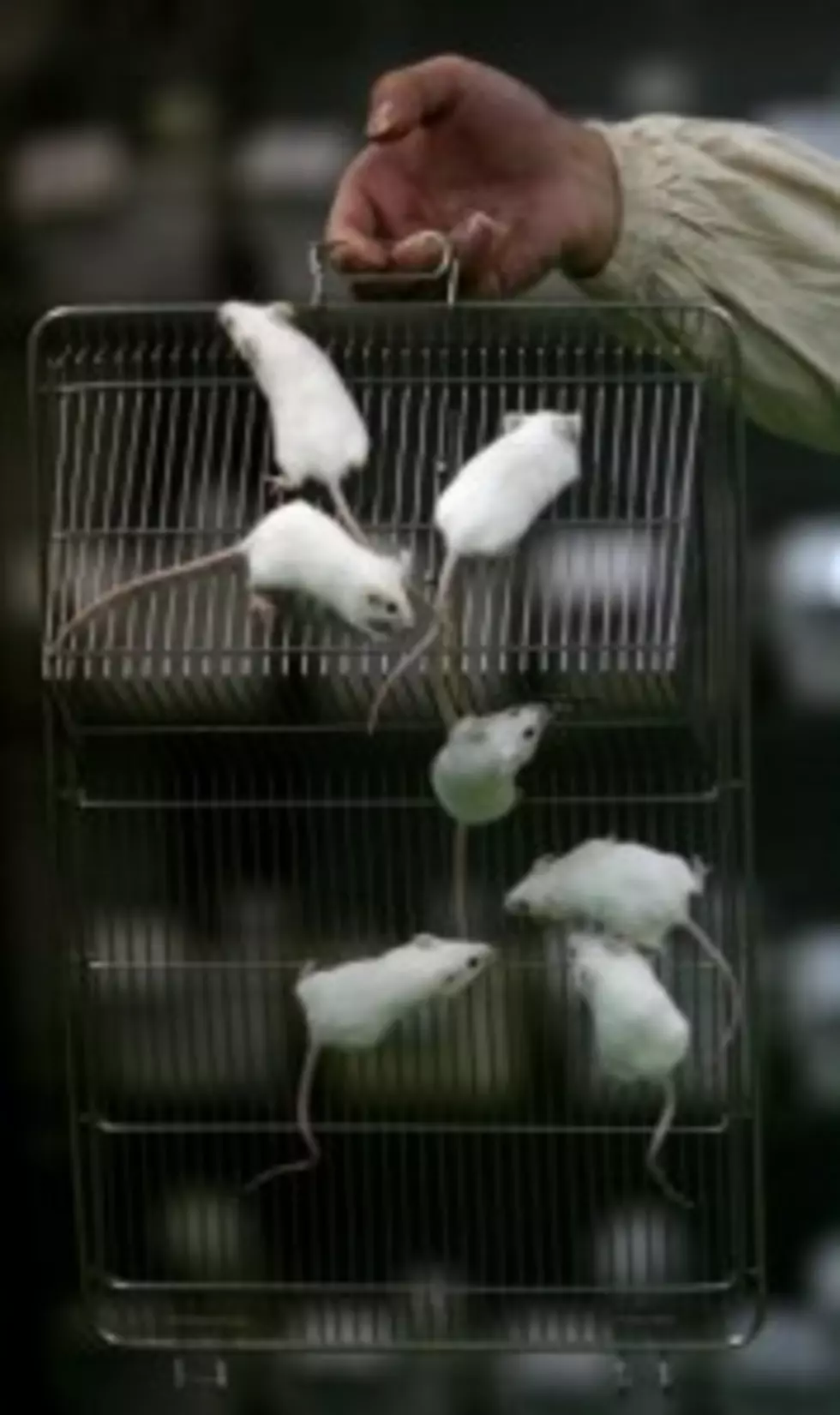 Bar Busted For Illegal Mouse Racing. WTF?