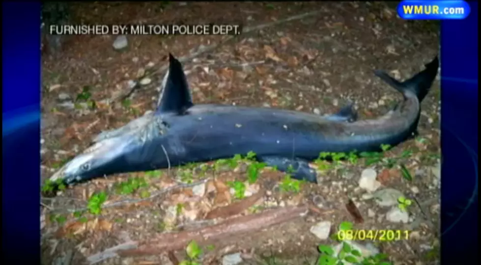 Blue Shark Found Rotting in New Hampshire Woods