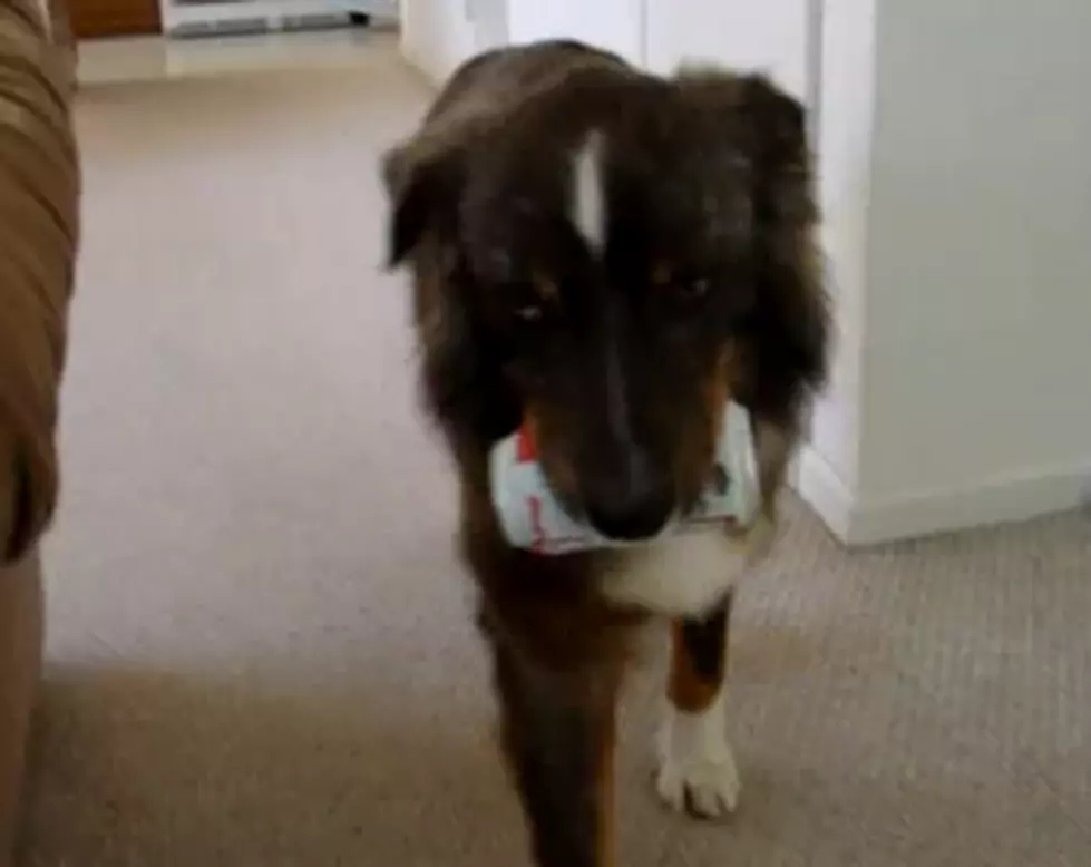 Dog Gets Beer Out Of The Fridge