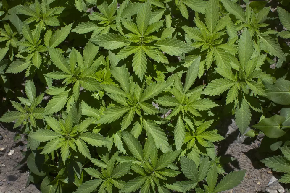 Michigan’s Medical Marijuana Dispensaries Might Be Shut Down