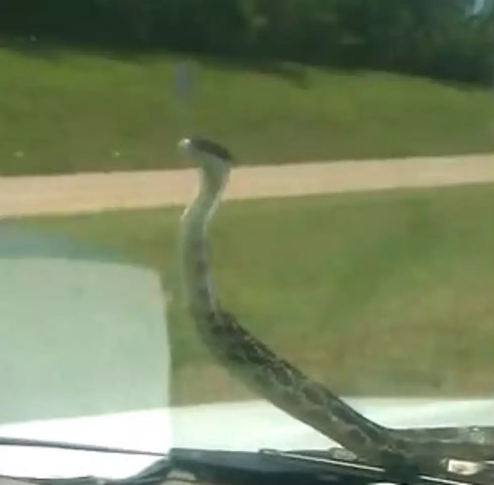 Snake Slithers on Windshield While Family is Driving