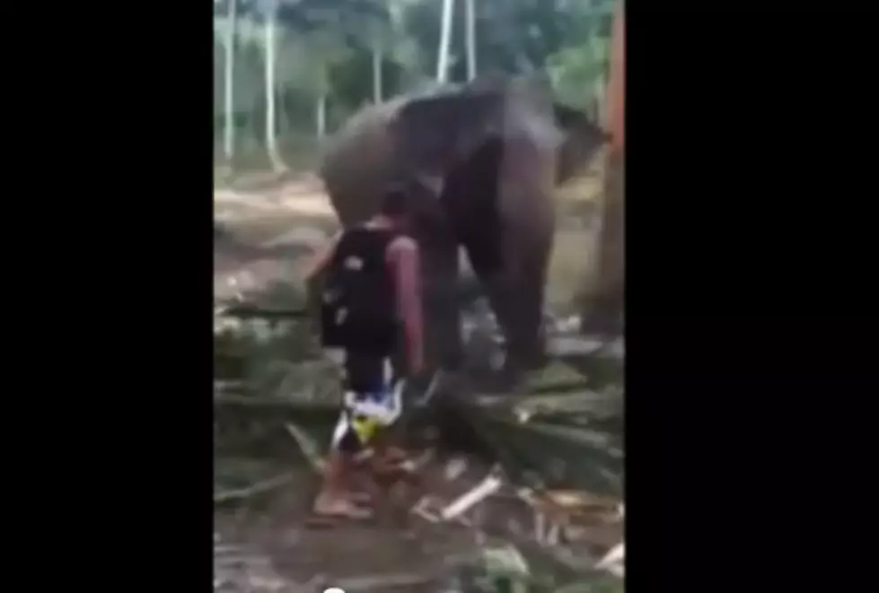 Elephant Bitch Slaps Dude