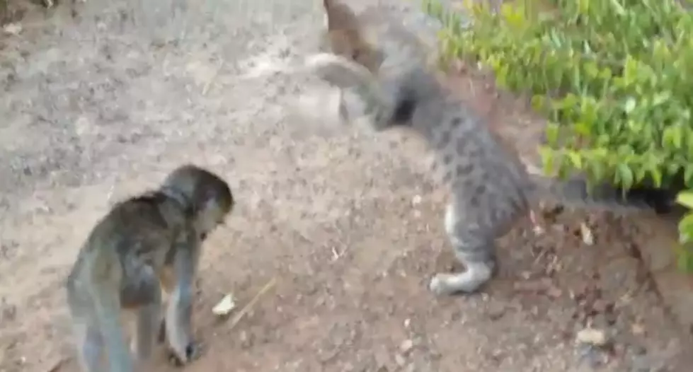 Brutal Battle Of Monkey Against Cat