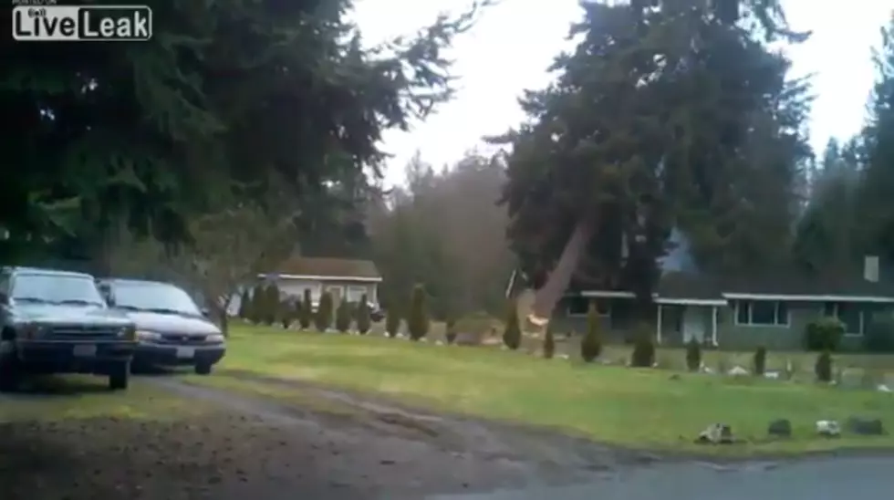 Tree Getting Cut Down Destroys House