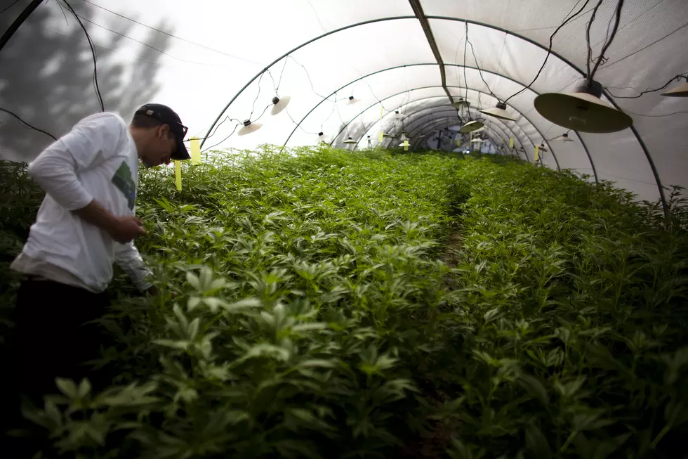 Michigan Medical Marijuana Laws Remain Unclear