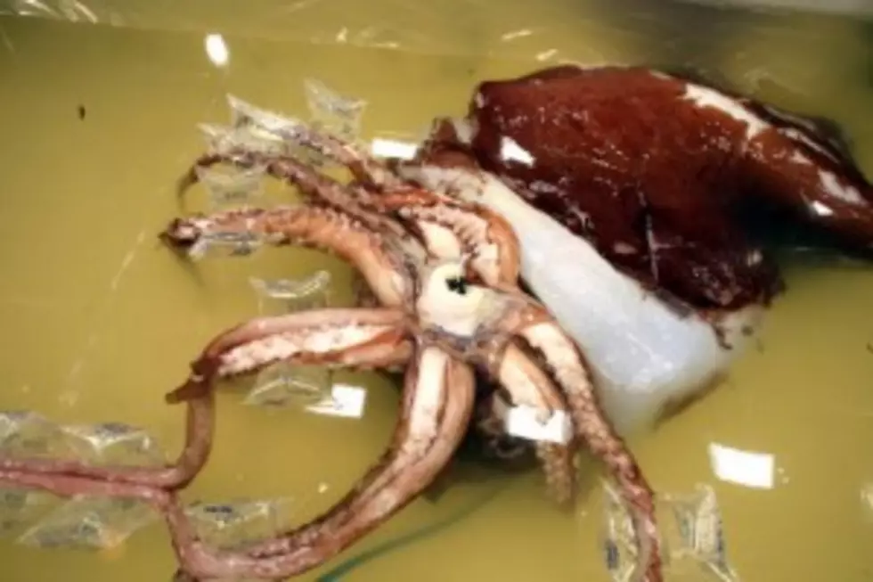 Woman &#8216;Pregnant&#8217; With 12 Baby Squid