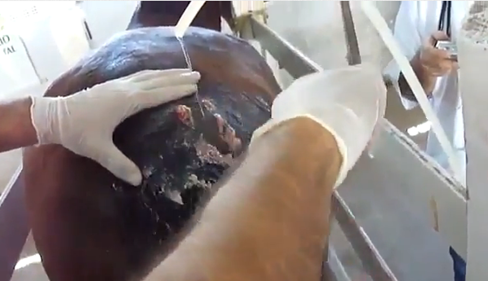 Gigantic Horse Pimple Will Make You Puke [VIDEO]