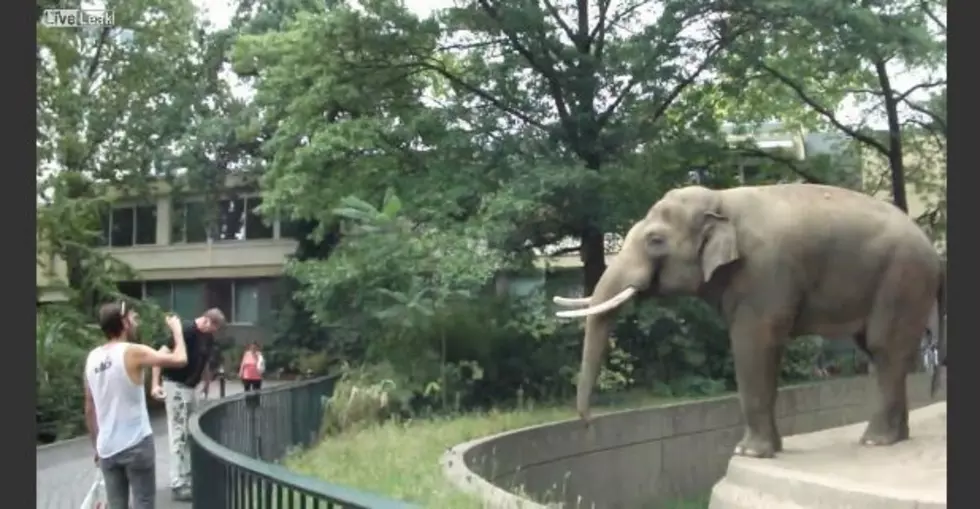 Elephant Flings Trunk-full of Waste at Zoo Goer [VIDEO]
