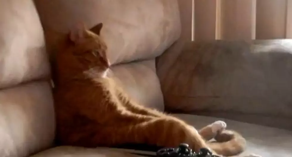 Cat Watching Slayer [VIDEO]