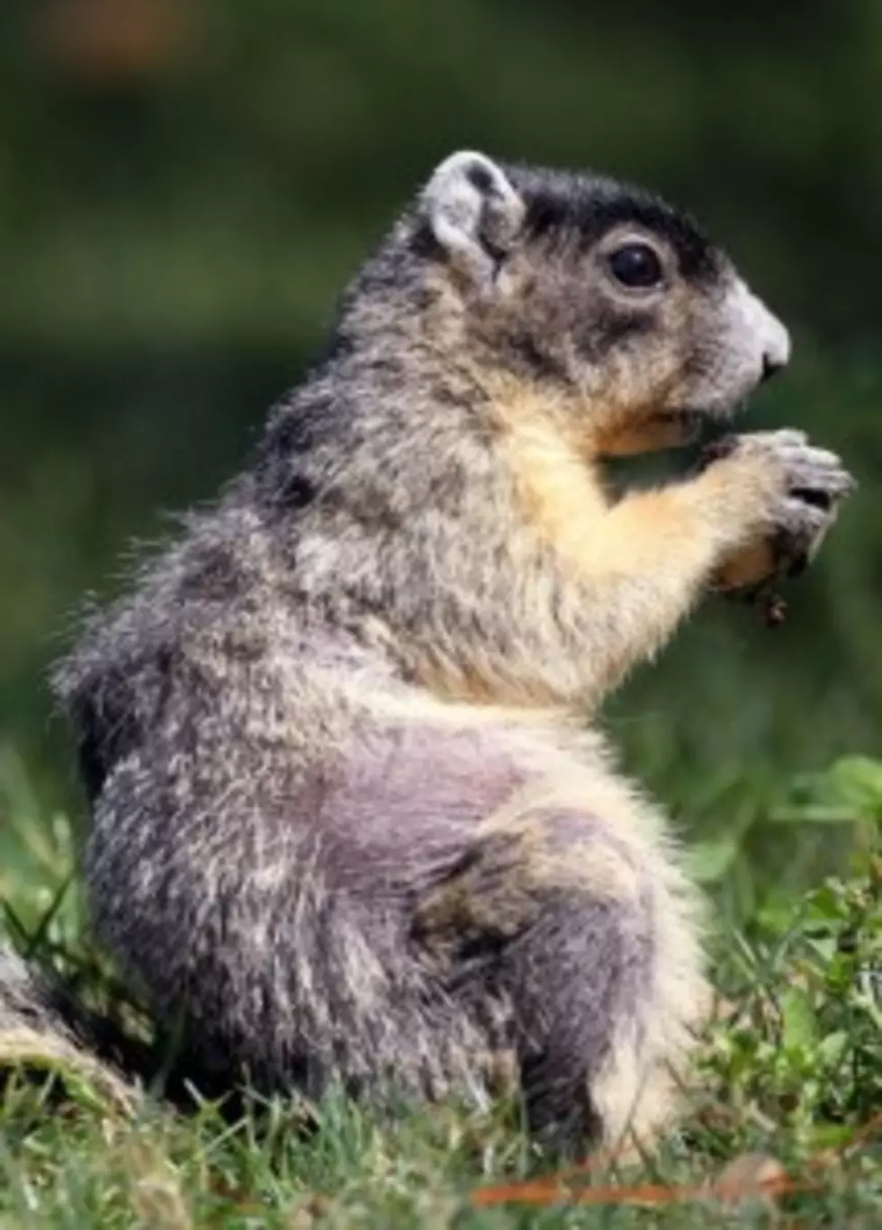 Michigan Man Cooking Squirrel Starts Apartment Fire