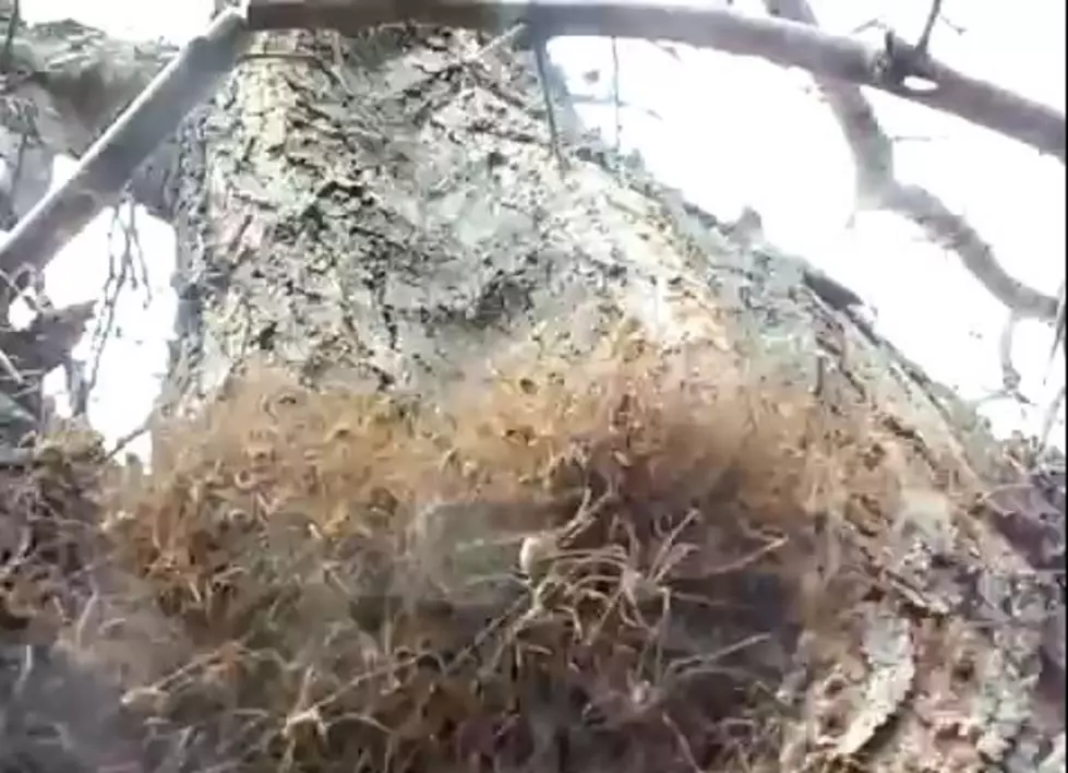 Nightmare Inducing Mass of Spiders [VIDEO]