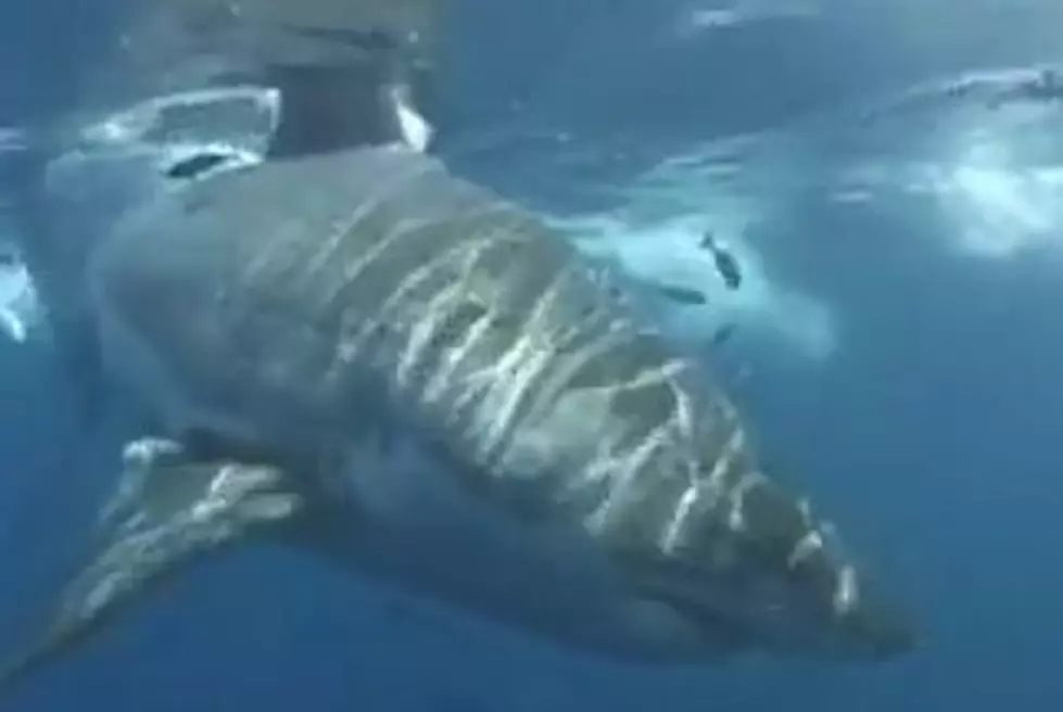 Shark Tank Bursts At Shopping Mall [VIDEO]
