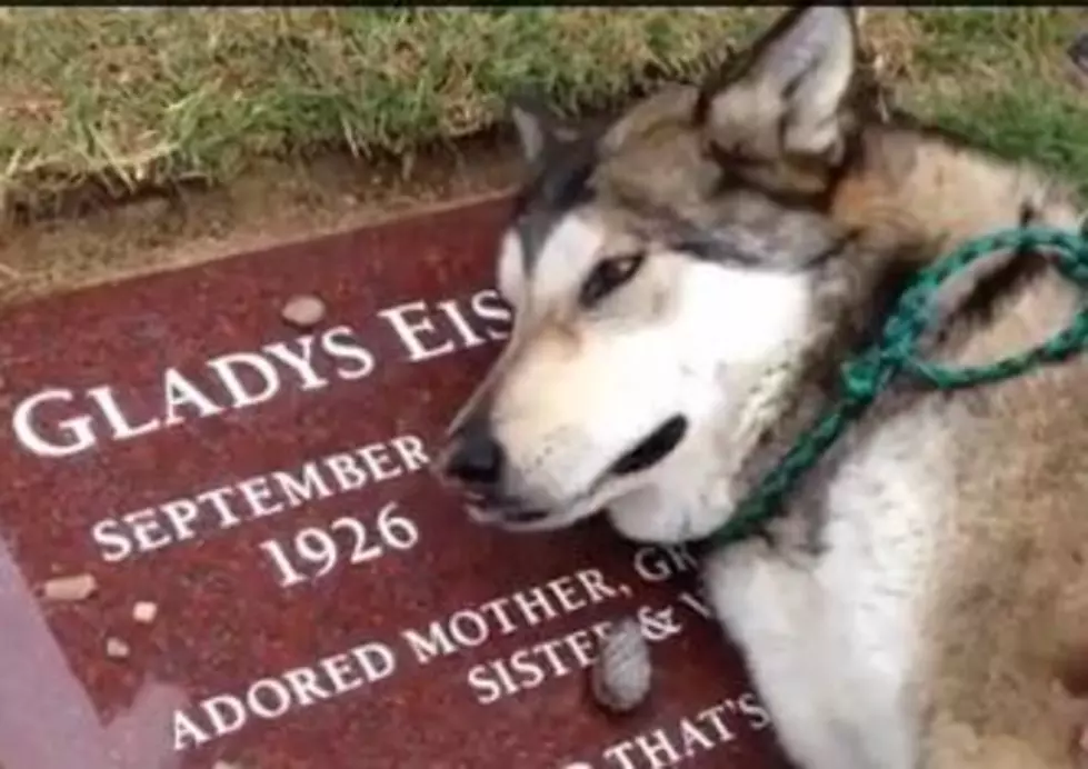 Dog ‘Cries’ At Grandma’s Grave [VIDEO]