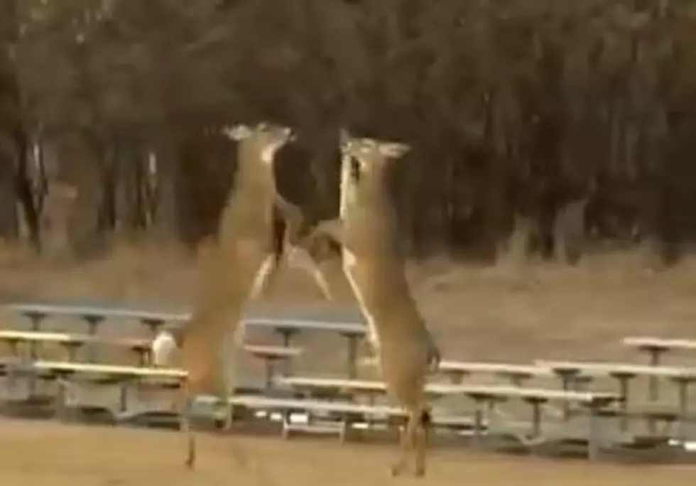 Who Knew There Was A Deer Fight Club? Deer Go Hoof to Hoof [VIDEO]