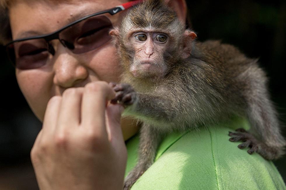 Michigan Lawmaker Is Spanking the Monkey Laws