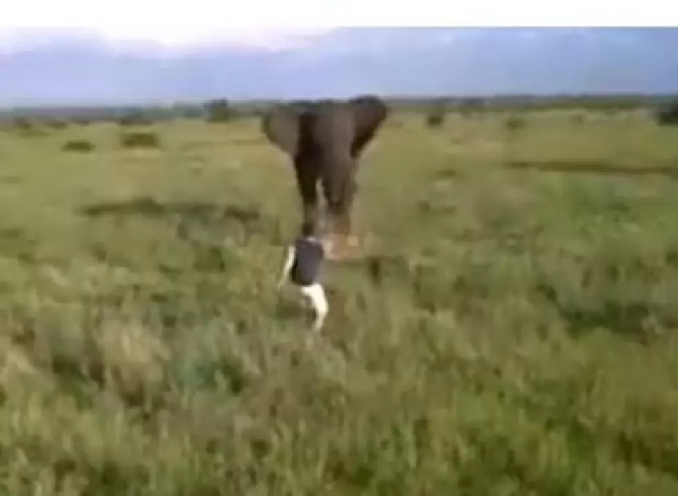 Alleged Drunk Tourist Charges Elephant [VIDEO]