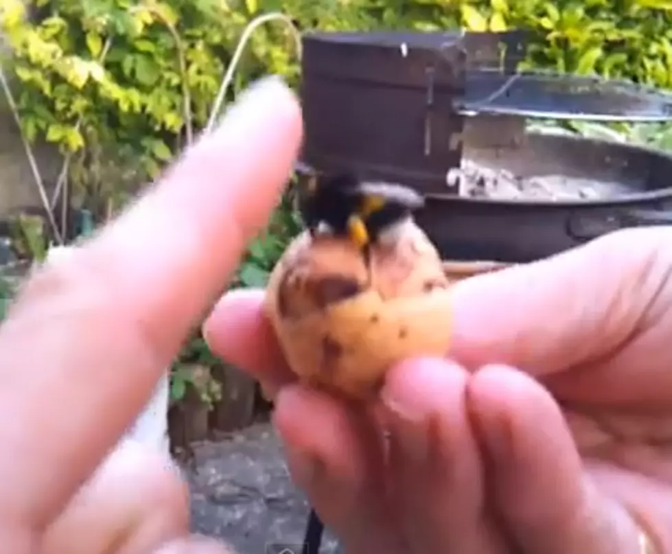 Drunk Dude High Fives a Bumble Bee [VIDEO]