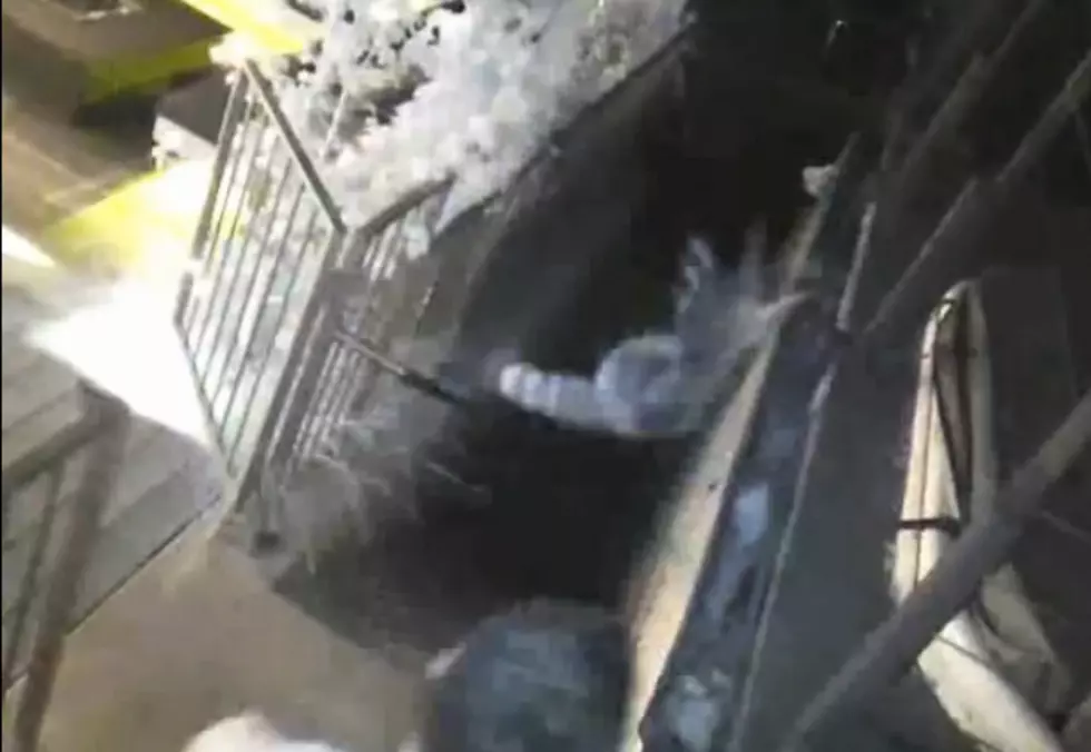 Co-Creator of Digg.com Caught Violently Throwing a Raccoon Down the Stairs [VIDEO]