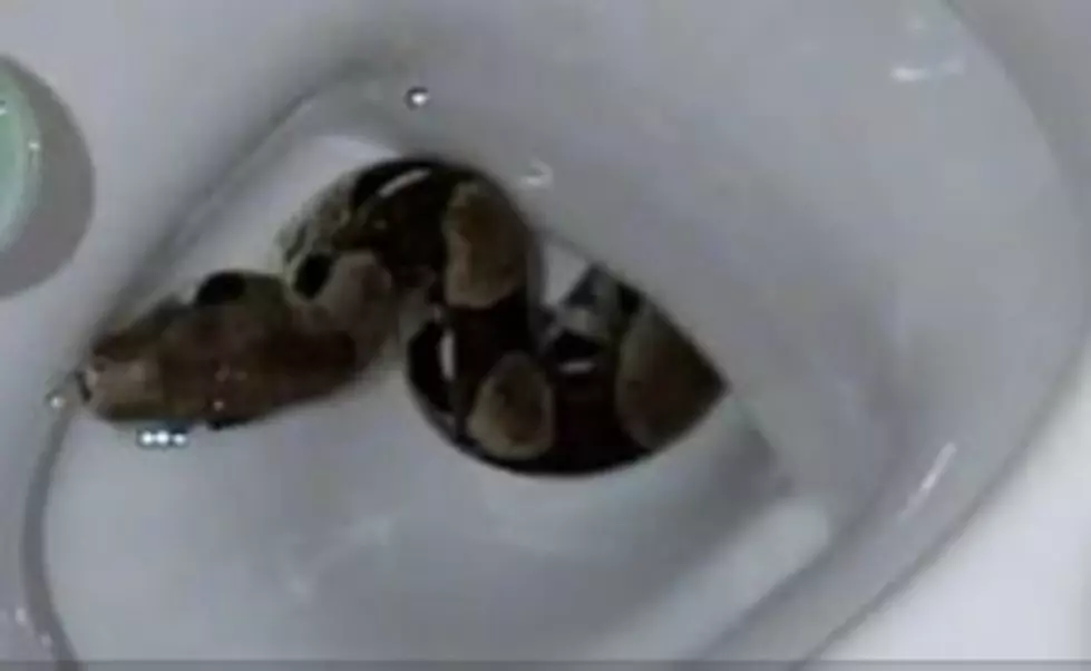 Video shows man pull snake out of 88-year-old neighbor's toilet with bare  hands