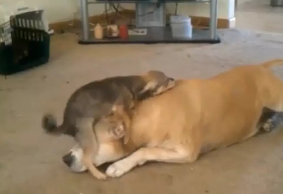 Small Dogs Humping Big Dogs is Funny and You Know it [VIDEO