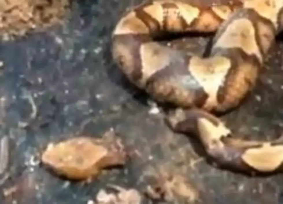 Copperhead Snake Bites Itself After Being Decapitated [VIDEO]