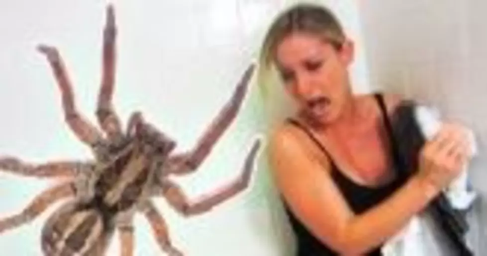 Girl Calls 911 Over Spider, Police Actually Respond [VIDEO]