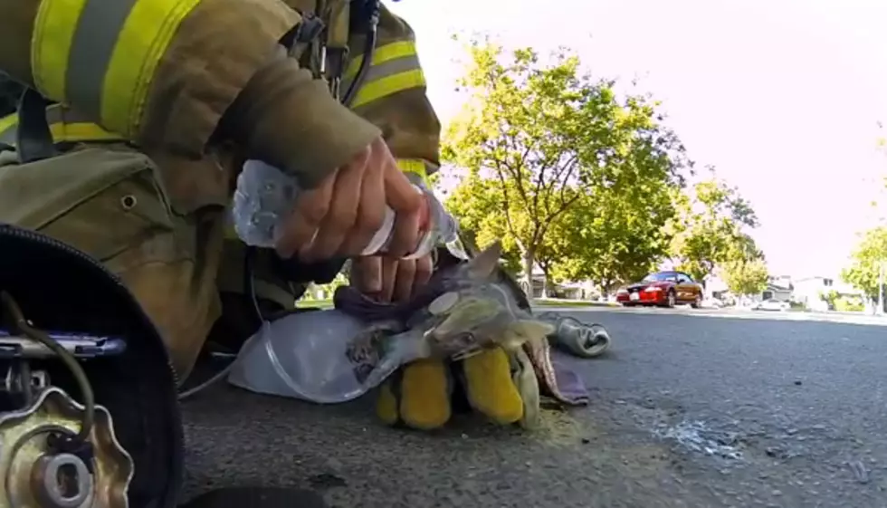 Fireman Saves Unconscious Kitten From a Burning House [VIDEO]