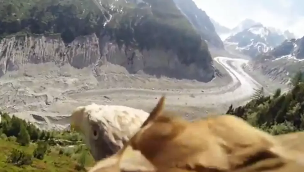 See Through The Eyes of an Eagle using a GoPro [VIDEO]