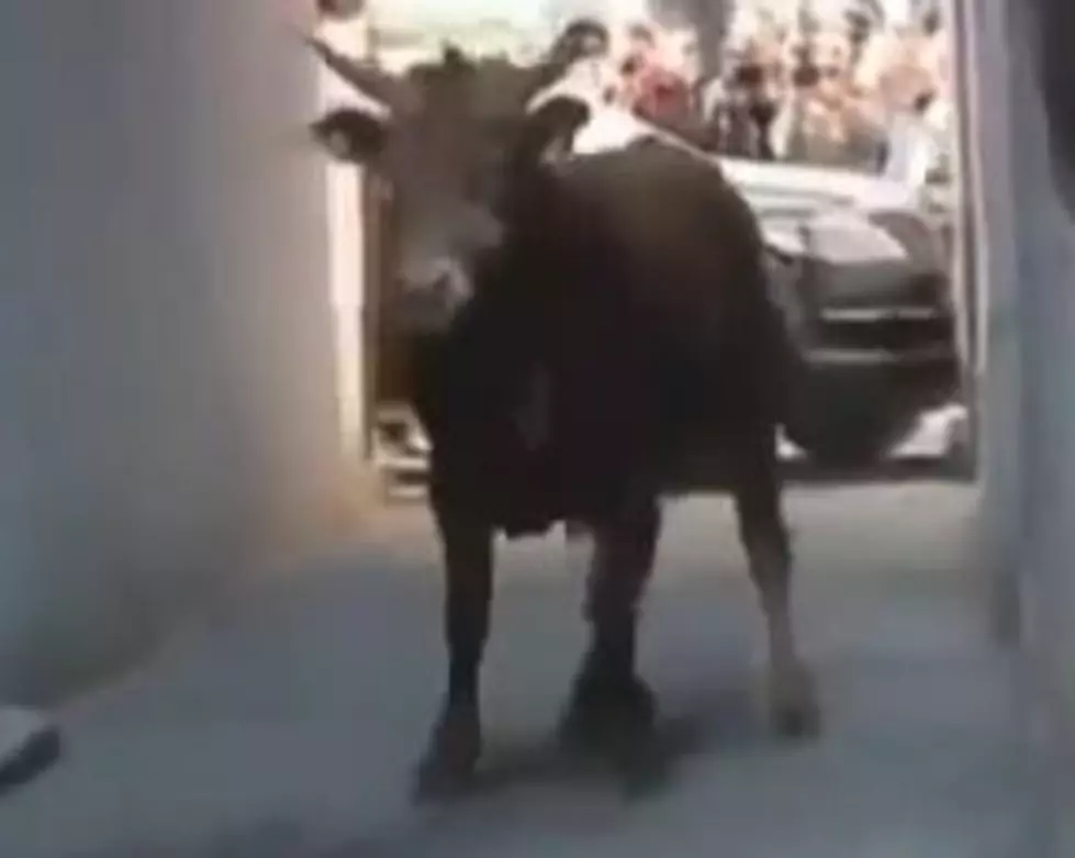 Runaway Bull Sends Traffic Cop to the Hospital [VIDEO]