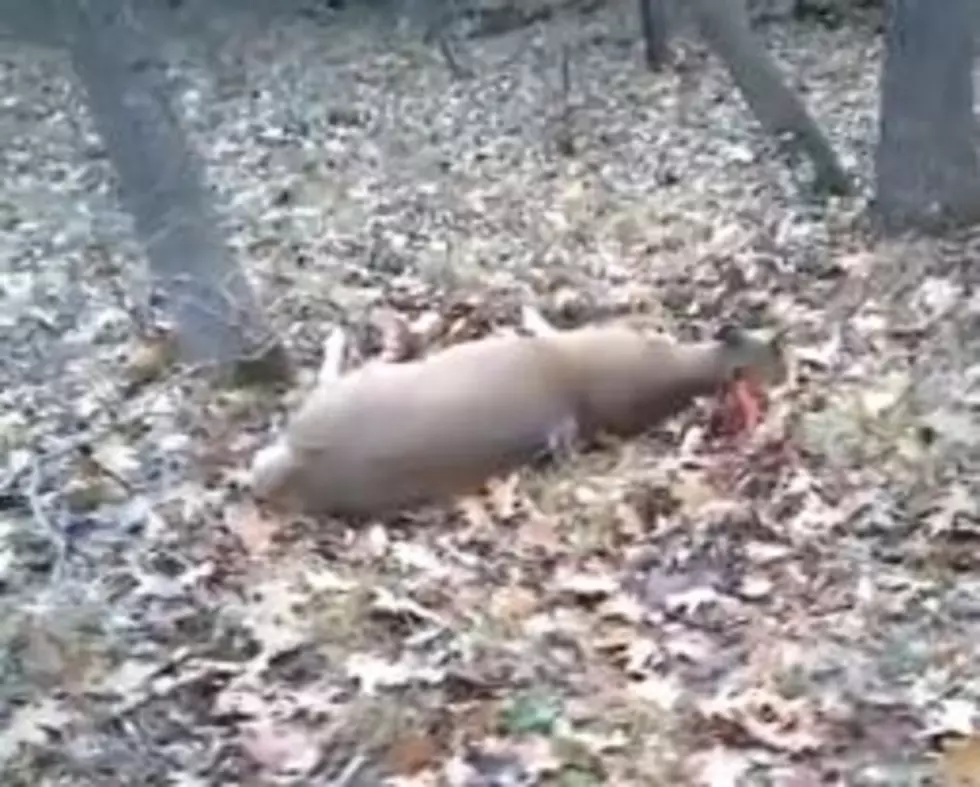 Deer &#8216;Fakes&#8217; Dead and Freaks Out Hunter [VIDEO]