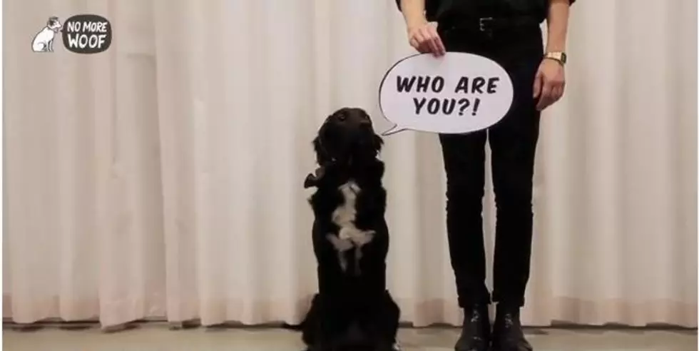 Device Translates Dogs Thoughts Into English [VIDEO]