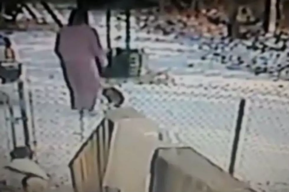 Stray Cat Gets Revenge On Woman For Kicking Snow On Her