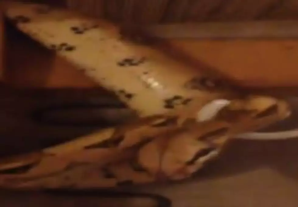 Michigan Woman Finds Snake In Couch [VIDEO]