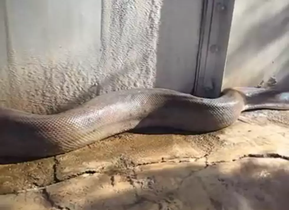 Huge Snake Scares The Hell Out of Camera Man and Me [VIDEO]
