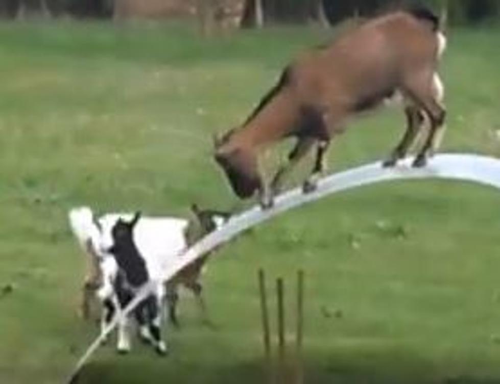 Totes Magotes! Goats Playing on Metal Sheet Put to Music [VIDEO]