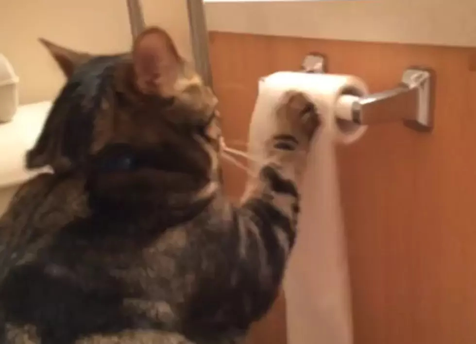 Willie The Cat Makes A Mess And Cleans Up After Himself Video