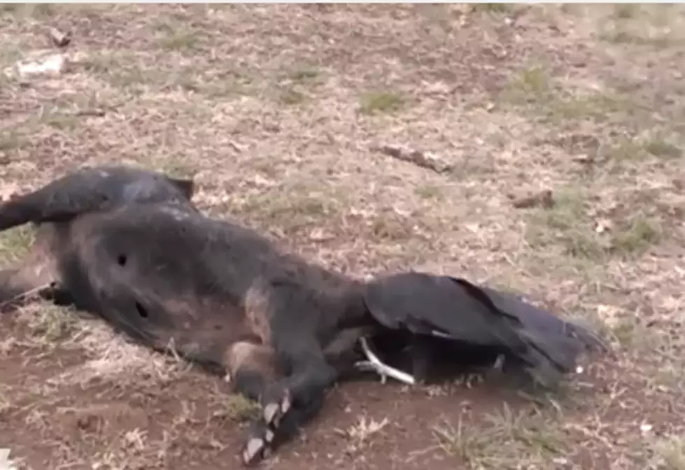 Vulture’s Head Gets Stuck in Dead Pig’s Ass [VIDEO]