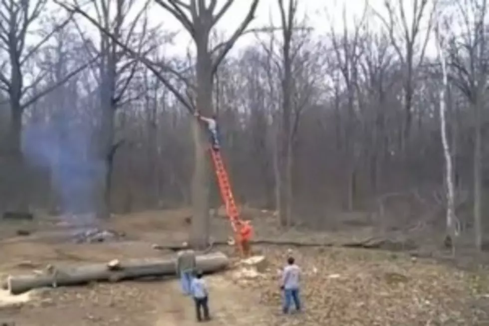 Local Man Goes Flying On Tree Branch After Cutting It Down [VIDEO]