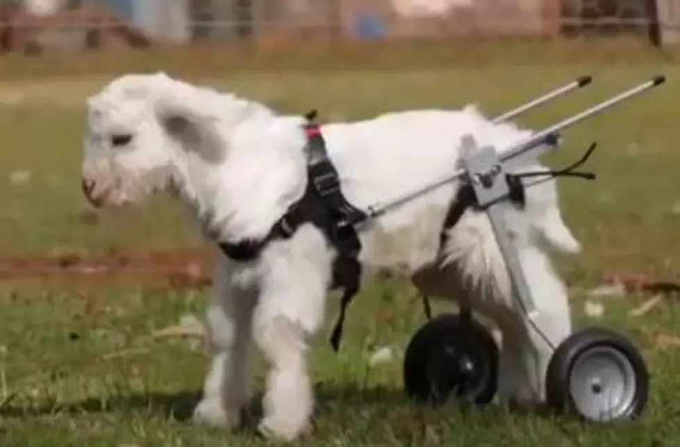 Goat Takes First Steps With Wheelchair [VIDEO]
