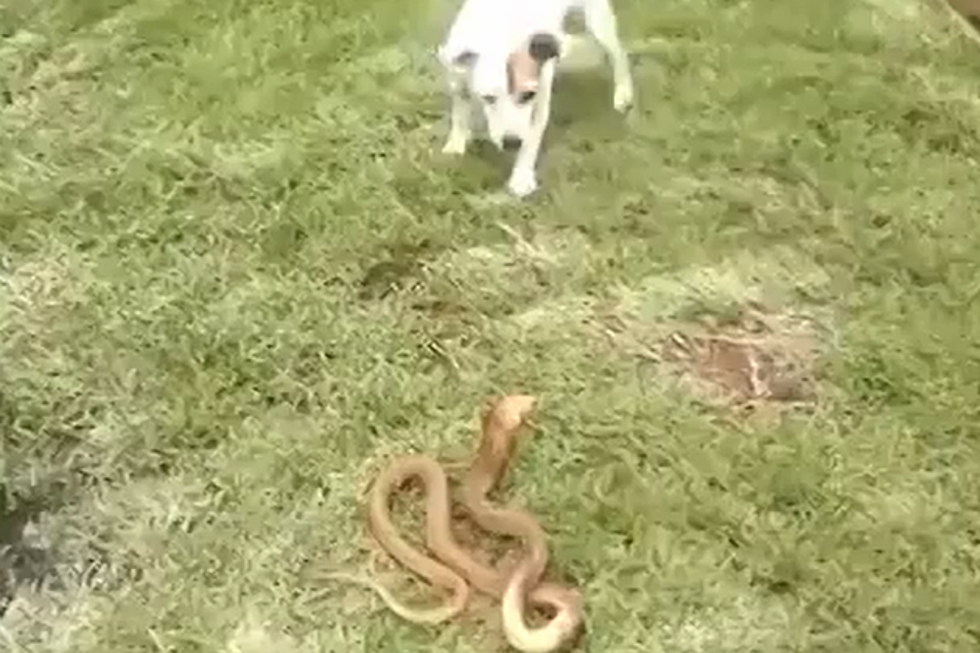 Jack Russell Terrier Takes on Cape Cobra [VIDEO]