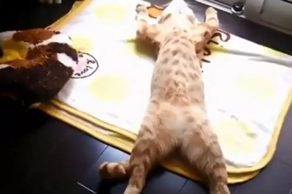 The Most Relaxed Cat Ever Looks Dead [VIDEO]