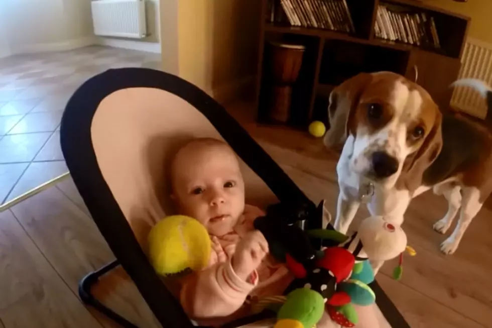 Guilty Dog Apologizes to Baby For Stealing Her Toys [VIDEO]
