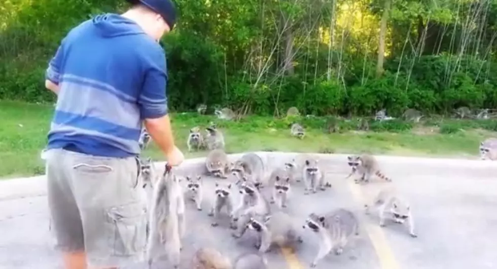 A Pack of Raccoons Goes Crazy Over Doritos [VIDEO]