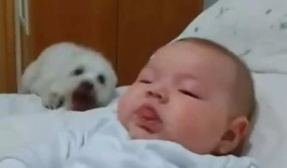 Puppy Attempts To Check Out New Baby [VIDEO]