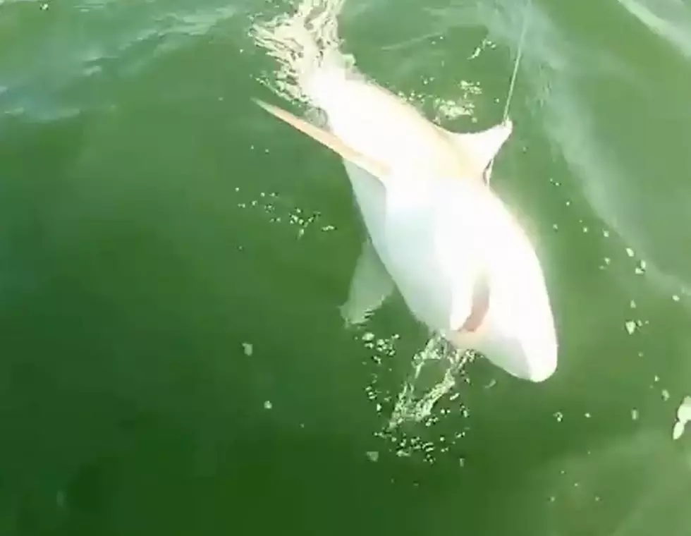 Fish Eats Shark With One Huge Bite [VIDEO]