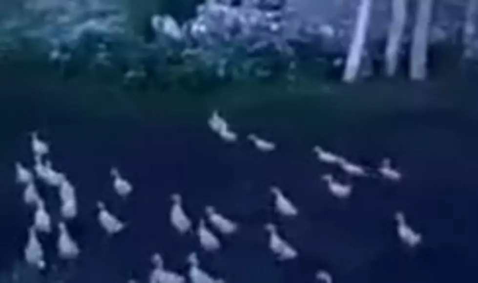 What the Duck? Russian Man Herds Ducks Like No Other [VIDEO]