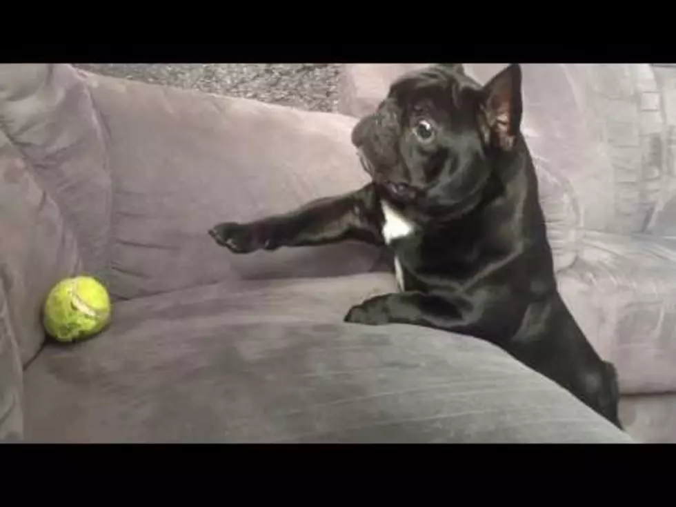 This Adorable French Bulldog&#8217;s Tennis Ball Struggle is Real&#8230;Cute [VIDEO]