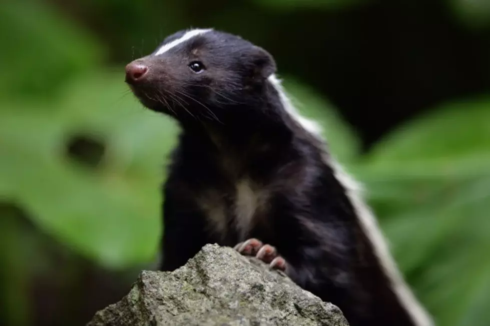 Skunk Smell Is Now Probable Cause in Michigan