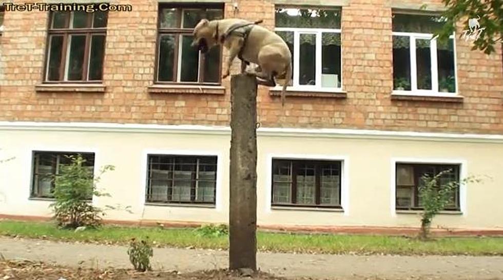 TreT the Super Dog Does Parkour and is Possibly The Most Badass Dog Ever [VIDEO]