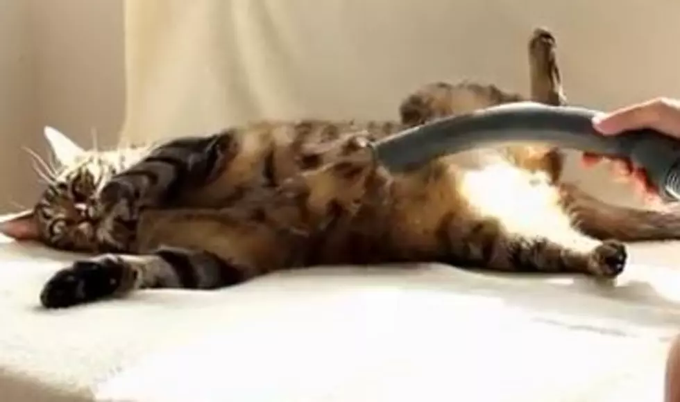 No Fuss Way To Clean Your Puss, Vacuum It! [VIDEO]